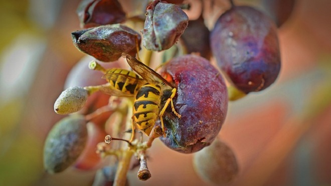 защитить виноград от ос и пчел