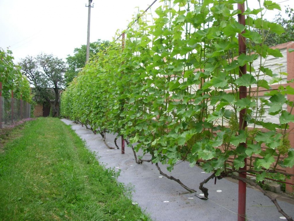 Лучшее место для посадки винограда