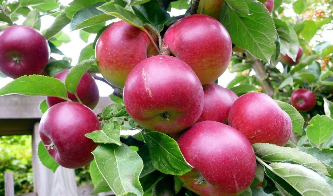 Летние сладкие сорта яблонь