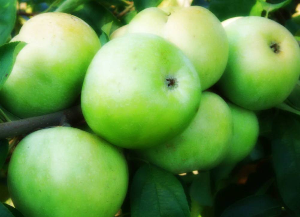 сорта яблонь Кубани