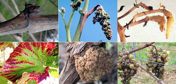  Вредители виноградной лозы