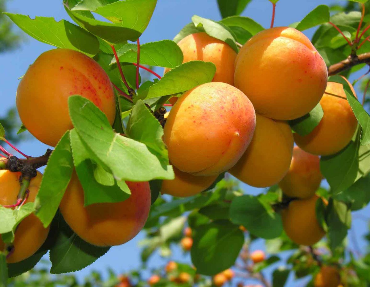 Абрикосы – популярный и вкусный фрукт