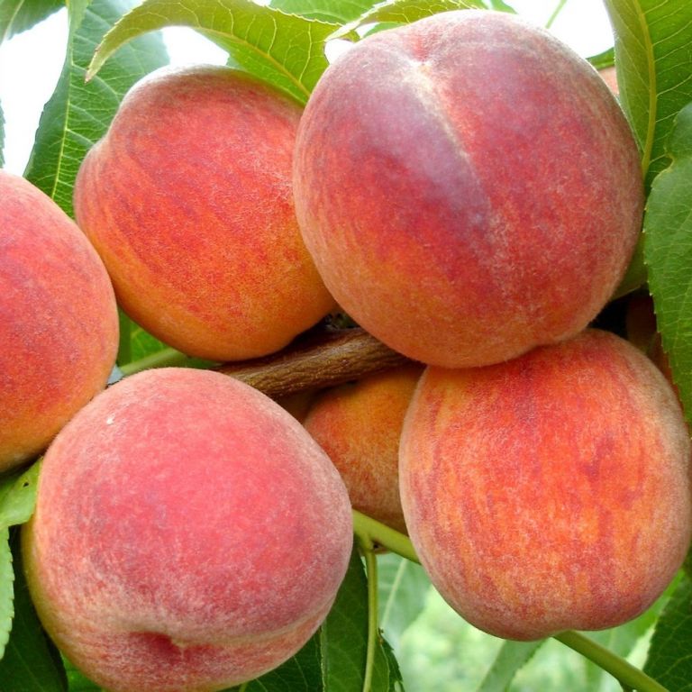 Среднеспелые сорта персиков