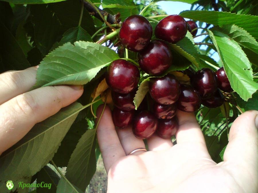 в Краснодарском крае произрастает несколько сортов вишни