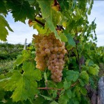 Карабину — высококачественный столовый сорт винограда