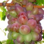 Тайфи розовый — среднеазиатский сорт винограда