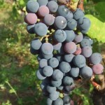 Мурведр — столово-винный сорт