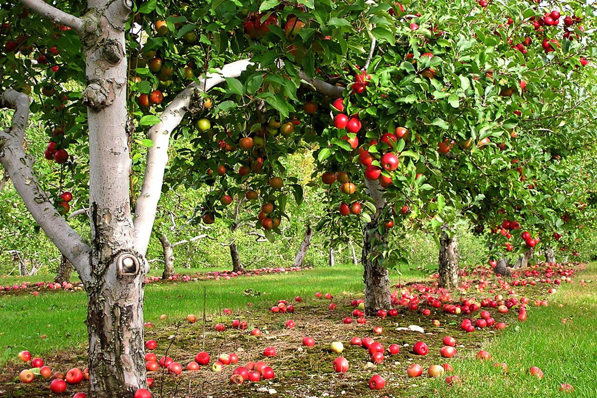 Посадка фруктовых деревьев на участке
