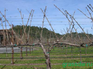 Формирование куста винограда