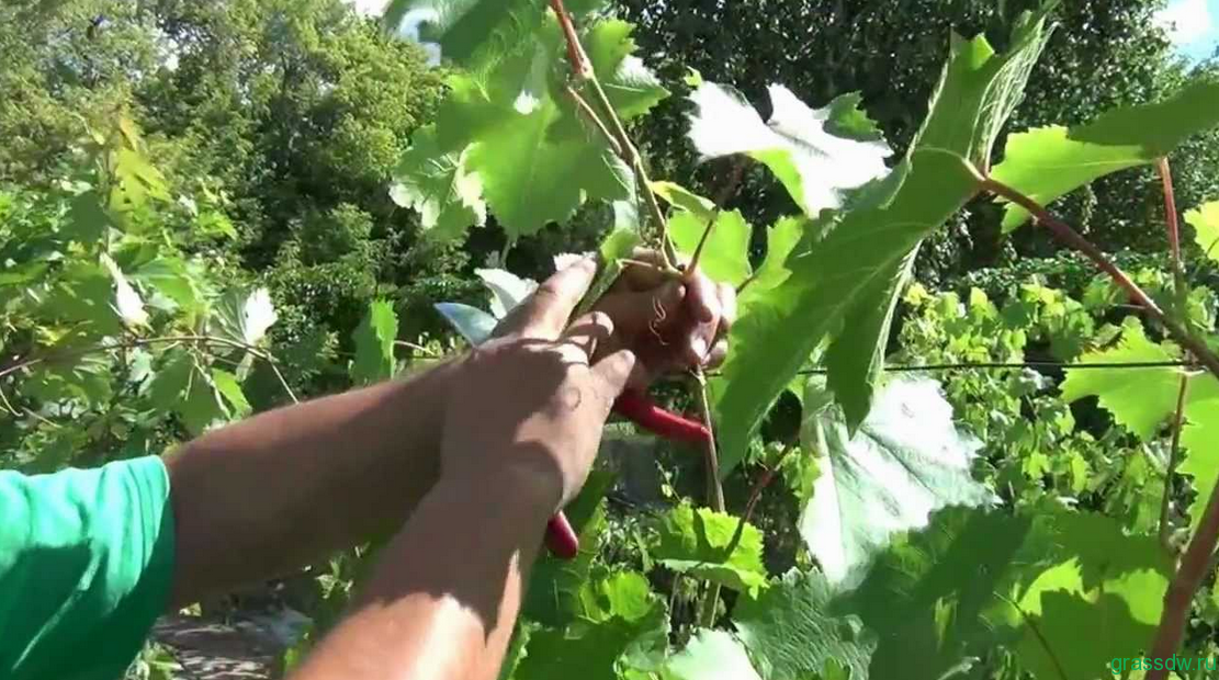 Пасынкование винограда