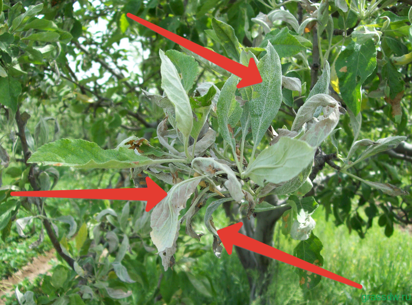 Мучнистая роса. В отдельные годы приносит вред яблоне в молодых садах.
