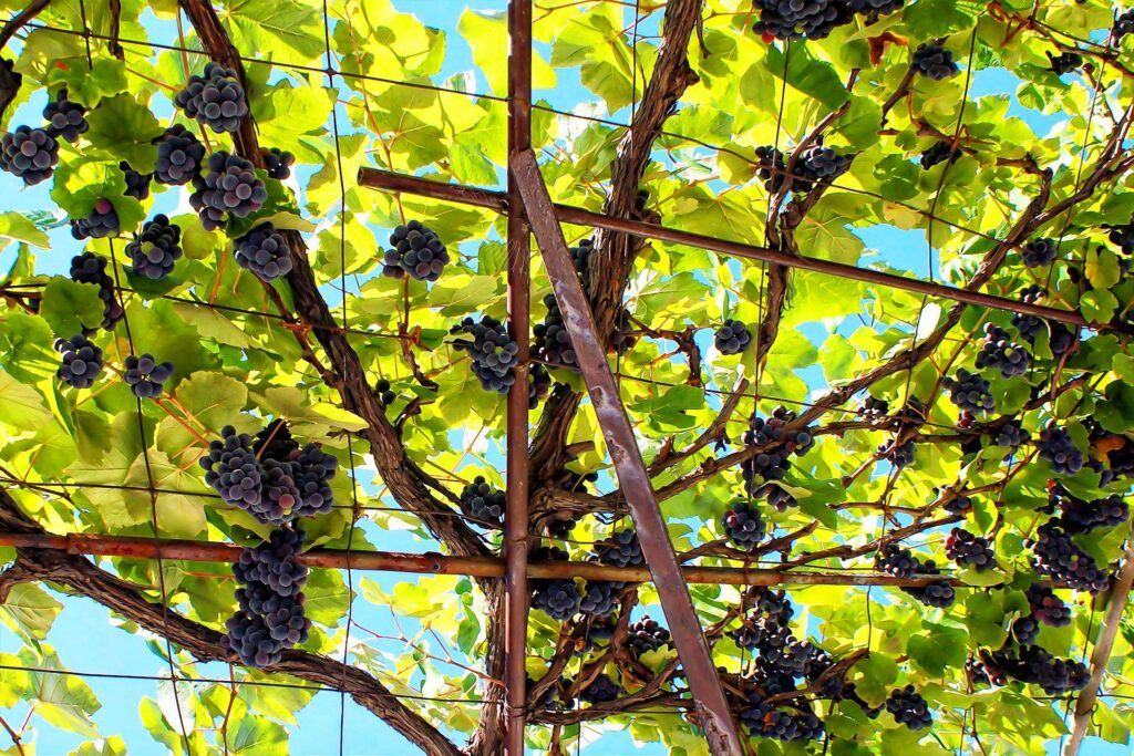 рост виноградной лозы