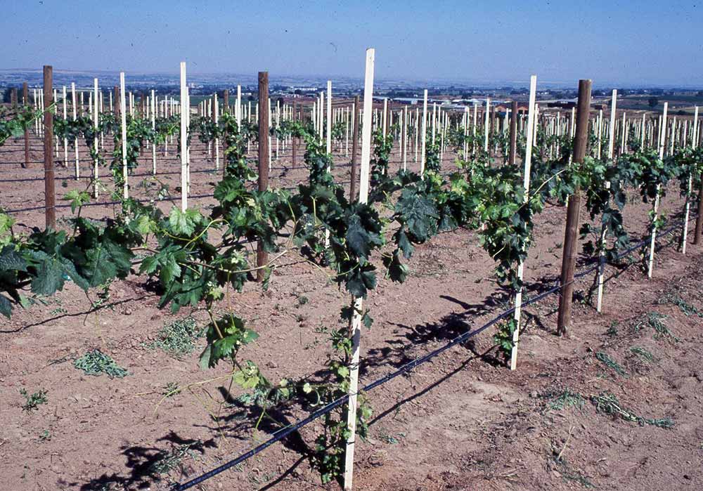 Формирование виноградного куста