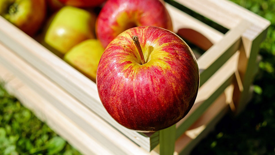 Плоды сорта яблони Ренет