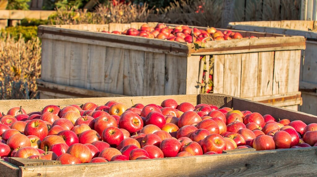 правильное хранение яблочных плодов весной