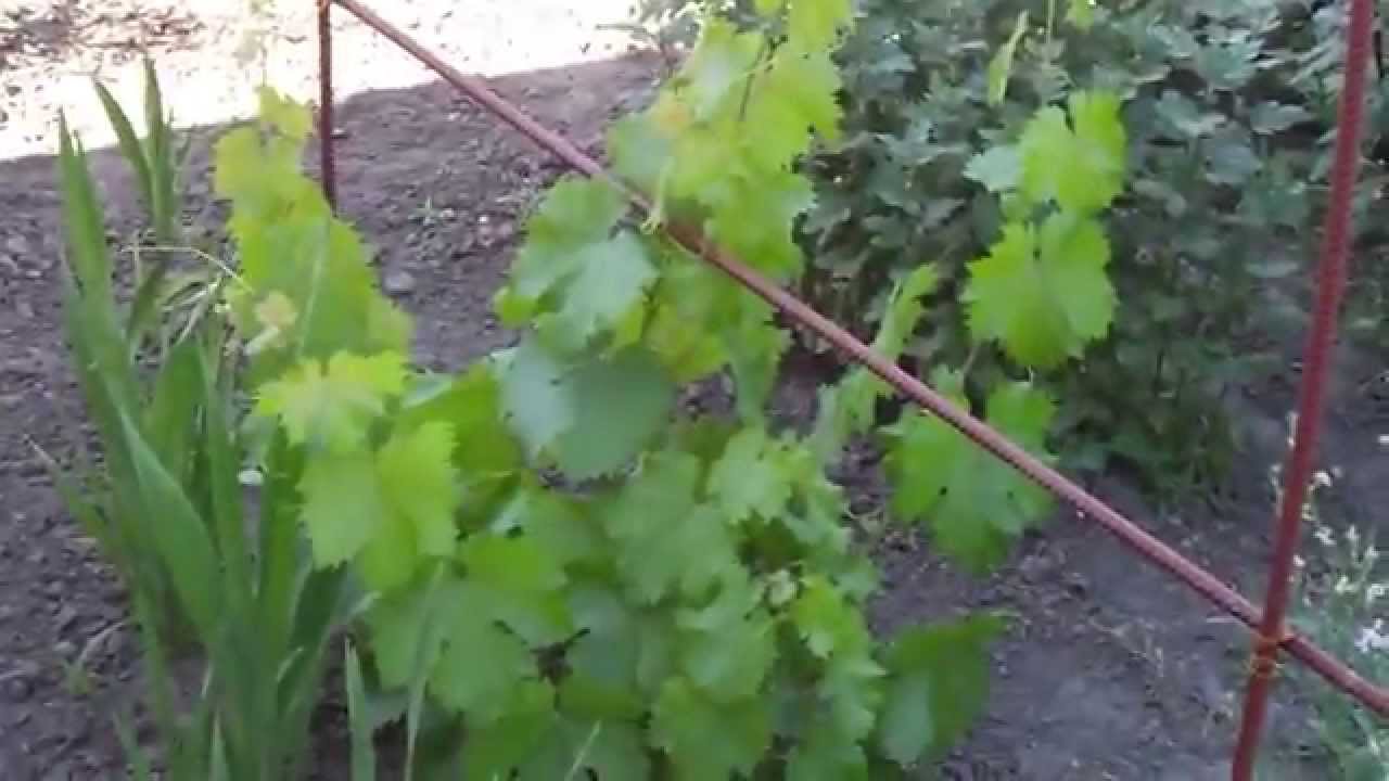Как сделать опору для винограда