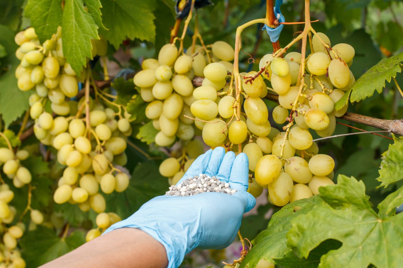Какое удобрение для винограда