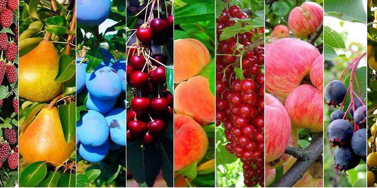 Культура ягодных растений