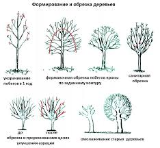 Как сформировано дерево