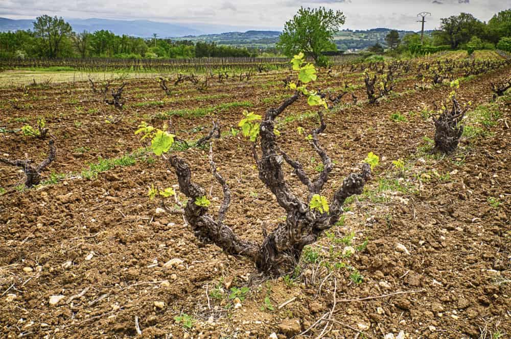 Какая почва подходит для разных сортов винограда