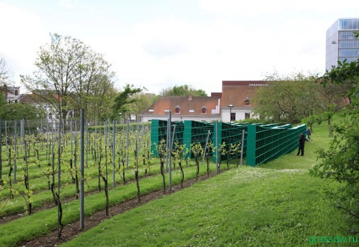 Подготовка почвы под виноградник