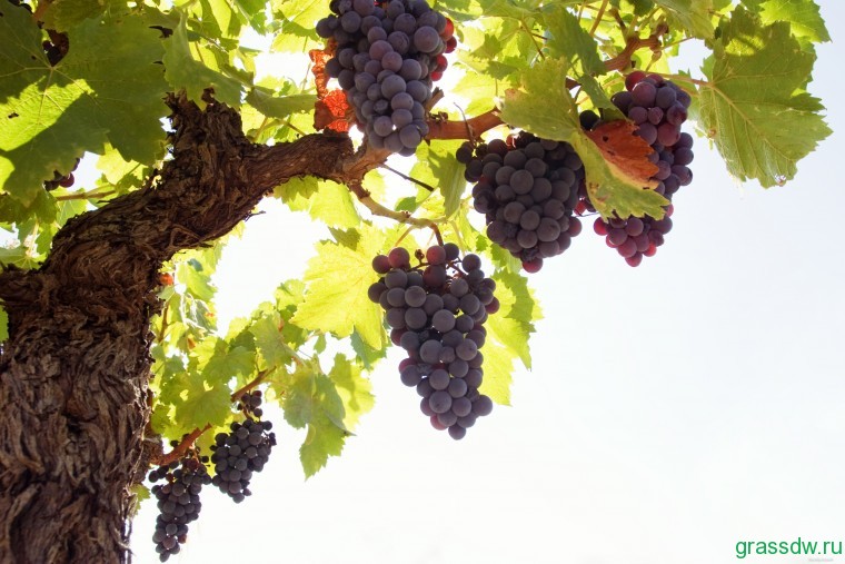 Строение виноградной лозы