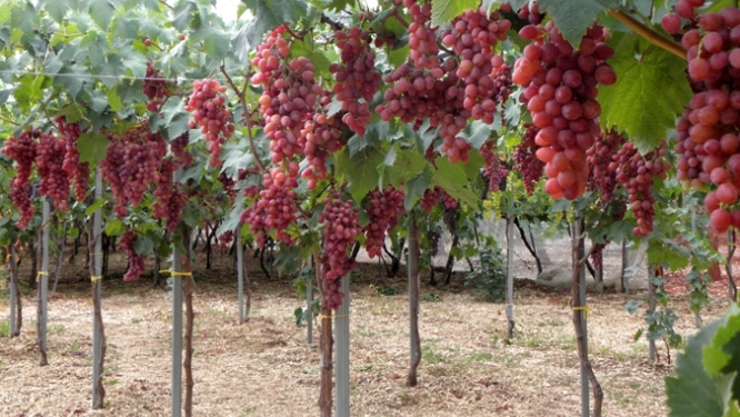 формирования виноградного куста