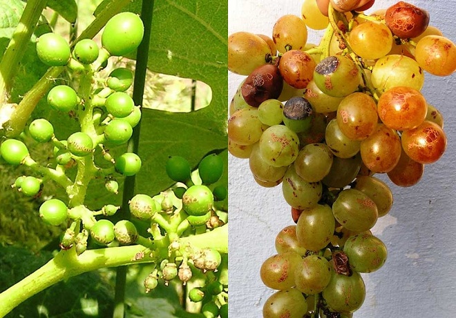 Чем может болеть виноград