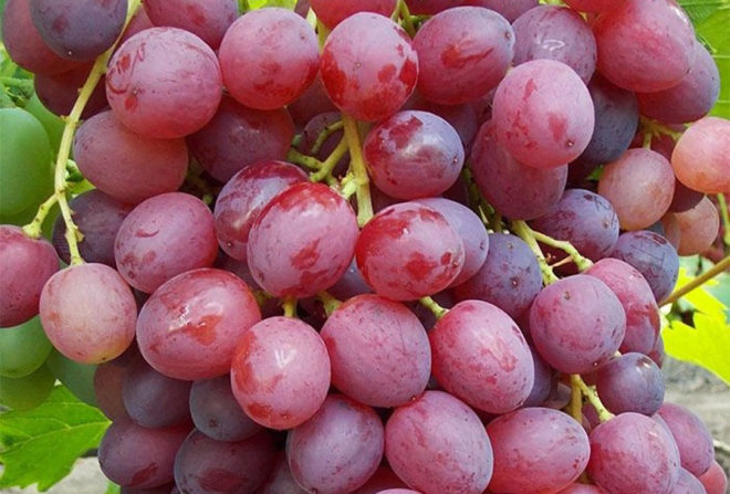 Характерные особенности винограда