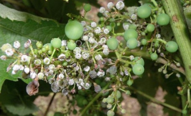 Грибковые болезни винограда фото и чем лечить