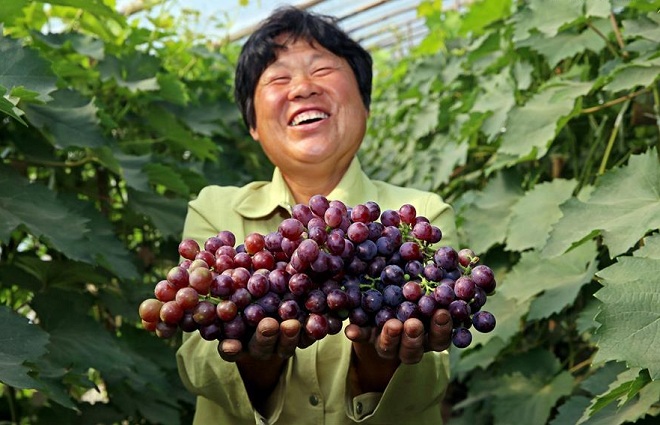 Влияние красного винограда на тонус организма