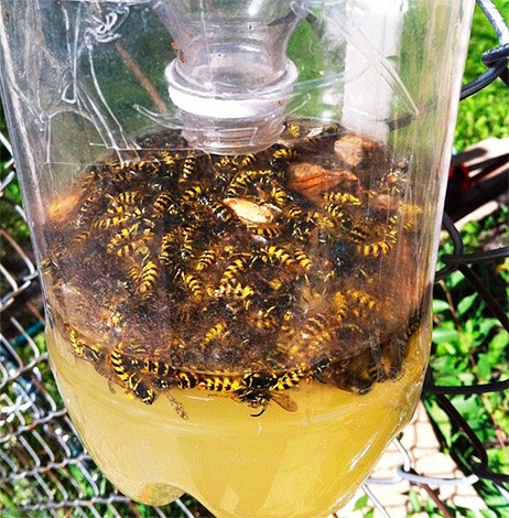 Виноград осы: борьба, мешочки, купить, сетка, что делать если осы съедаютвиноград