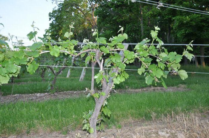 Как подвязать виноград