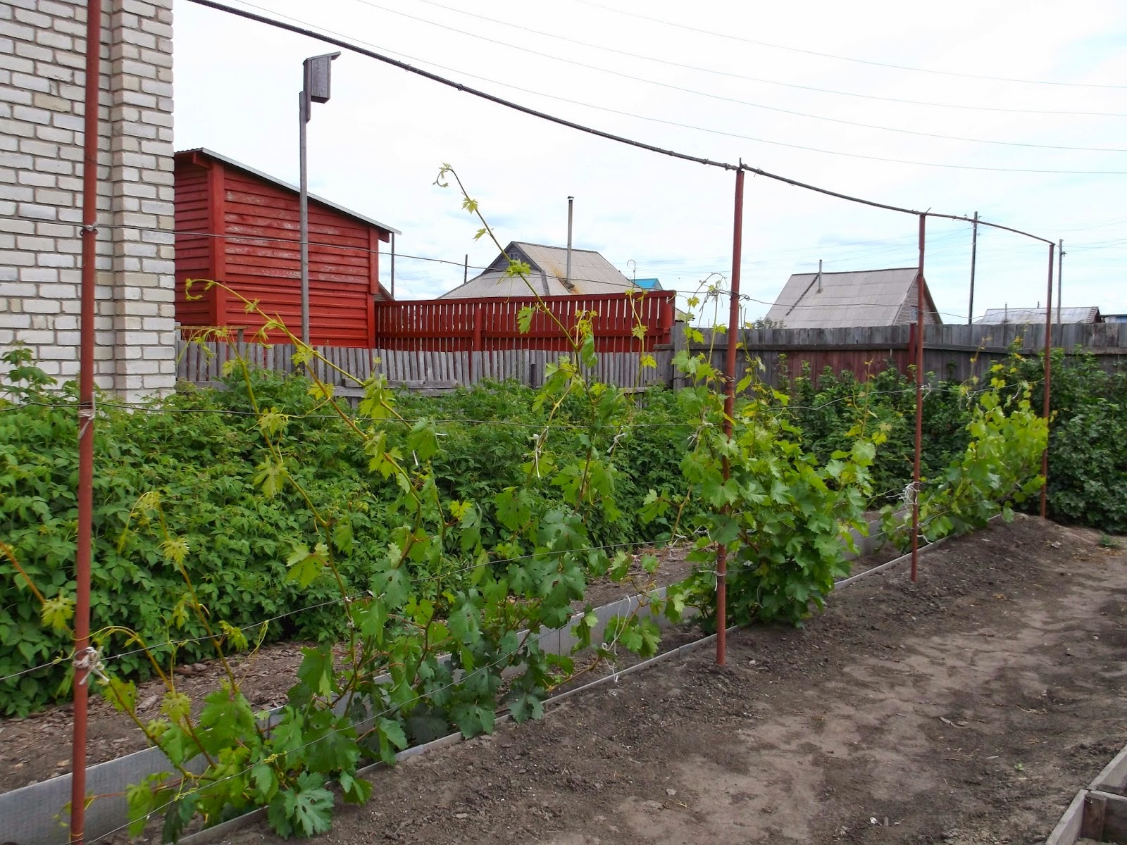 выращивать виноград без подвязывания