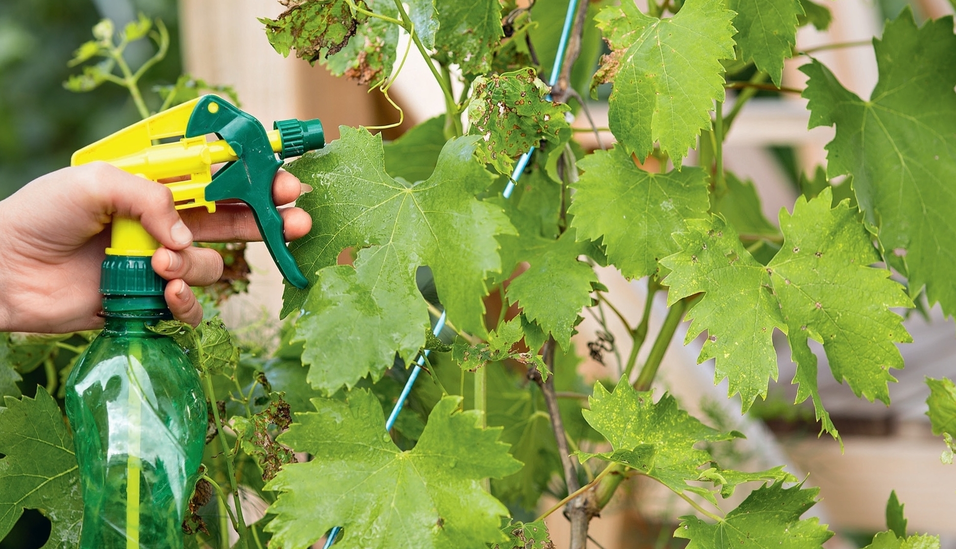 Обработки винограда от болезней и вредителей