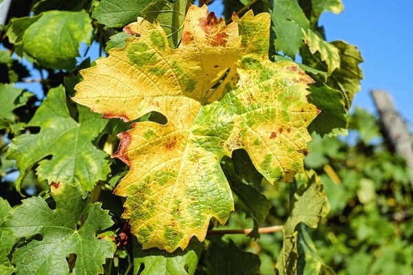Почему желтеют листья винограда в начале лета ?