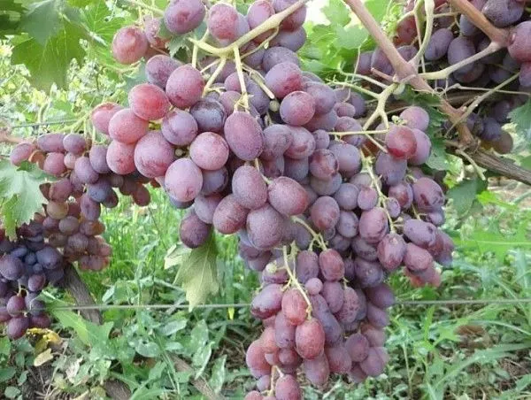 характеристика выращивания винограда Абу Хасан