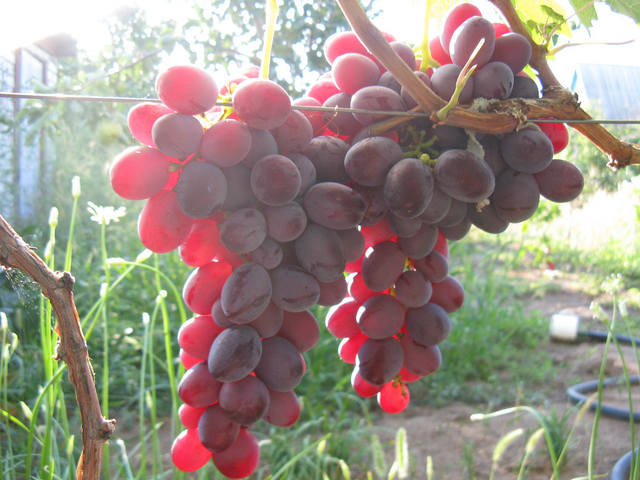 сладкий и сочный виноград