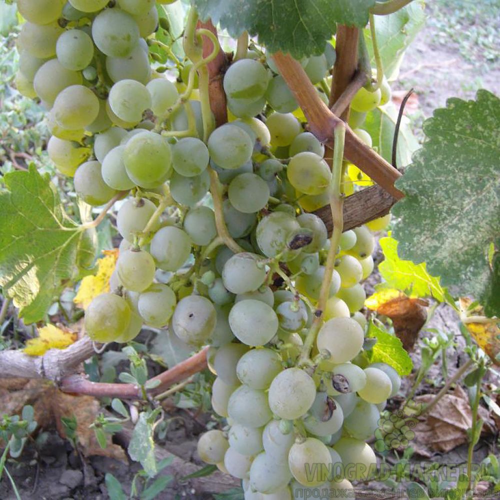 использования винограда Аврора Магарача