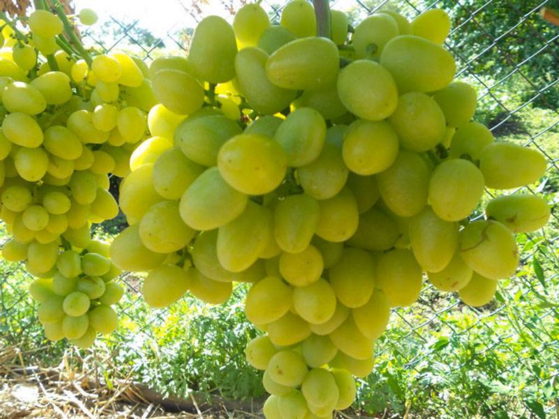 Феномен – второе название винограда Августин