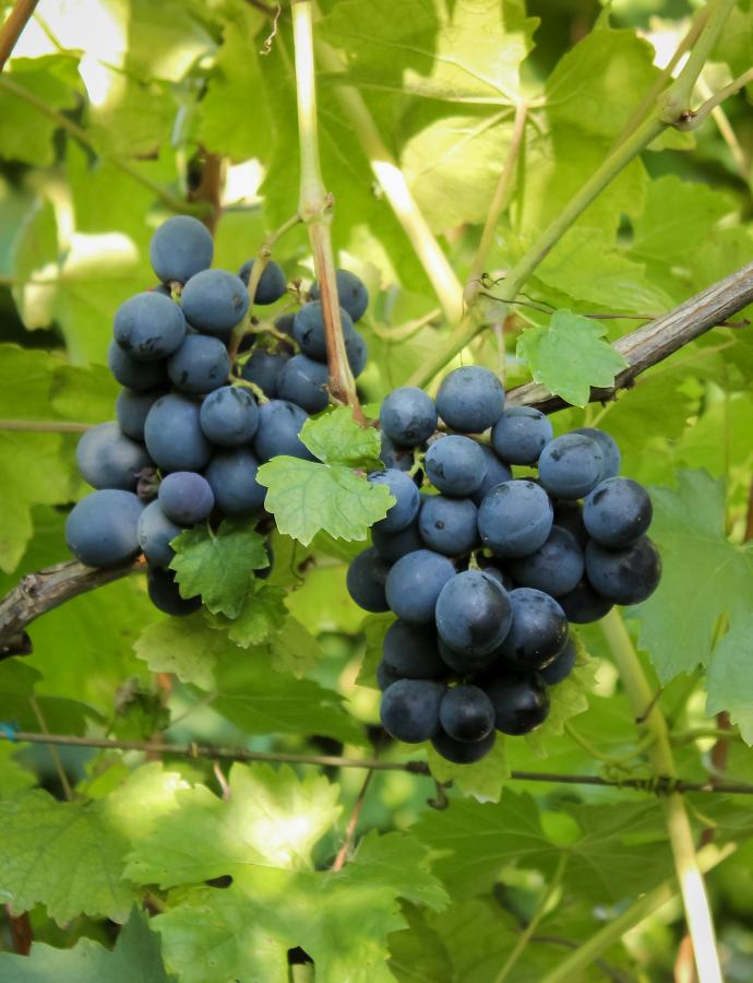Виноград Адамас в виноделии