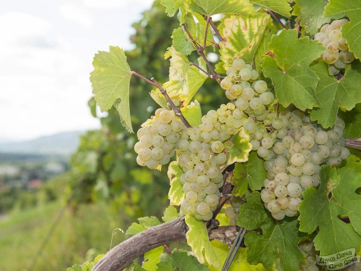 Авгалия – популярный сорт винограда в Подмосковье