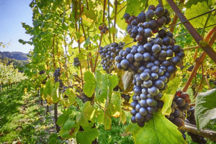 Августовский виноград