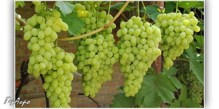 Характеристики винограда Галахад