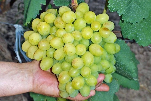 виноград Галахад