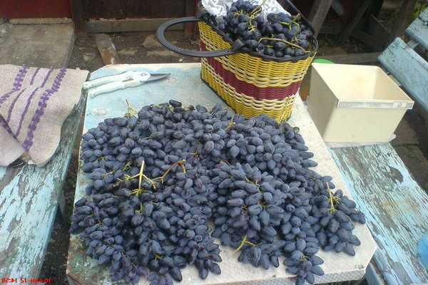 Характеристики сорта винограда памяти Негруля