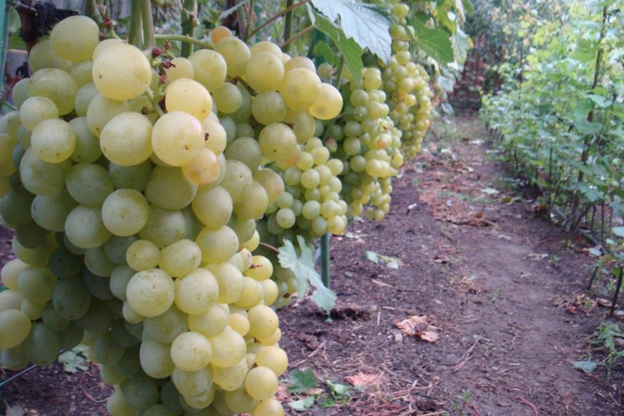 Характеристики винограда Супер-экстра