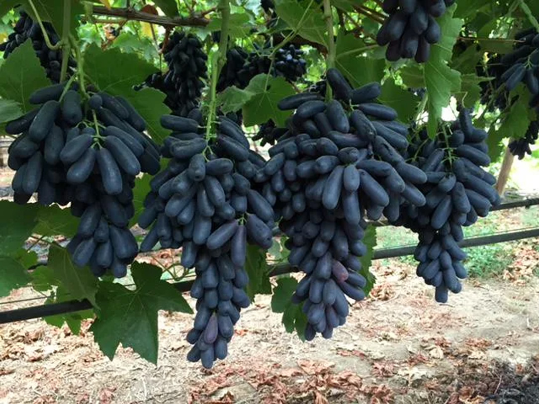 Сорт винограда Аватар