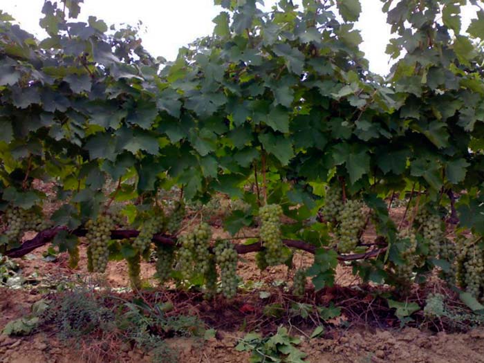 популярность винограда Агадай