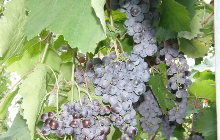 Сорт винограда Агат Донской